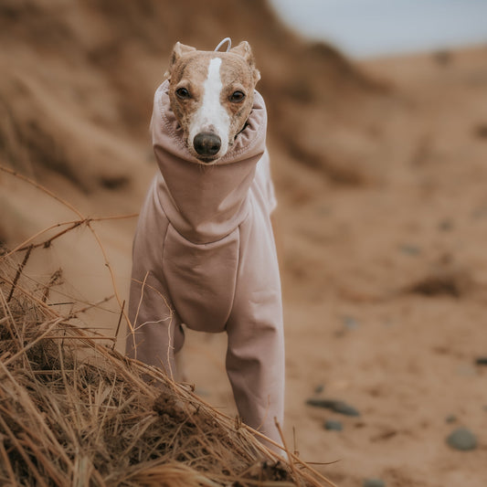 Whippet at the beach wearing waterproof oatmeal raincoat onesie by LE PUP.