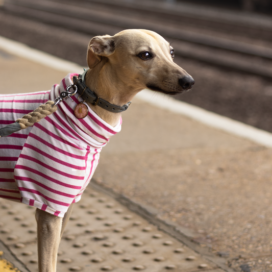 Whippet standing at a station wearing a pink striped dog t-shirt made from organic cotton by LE PUP.