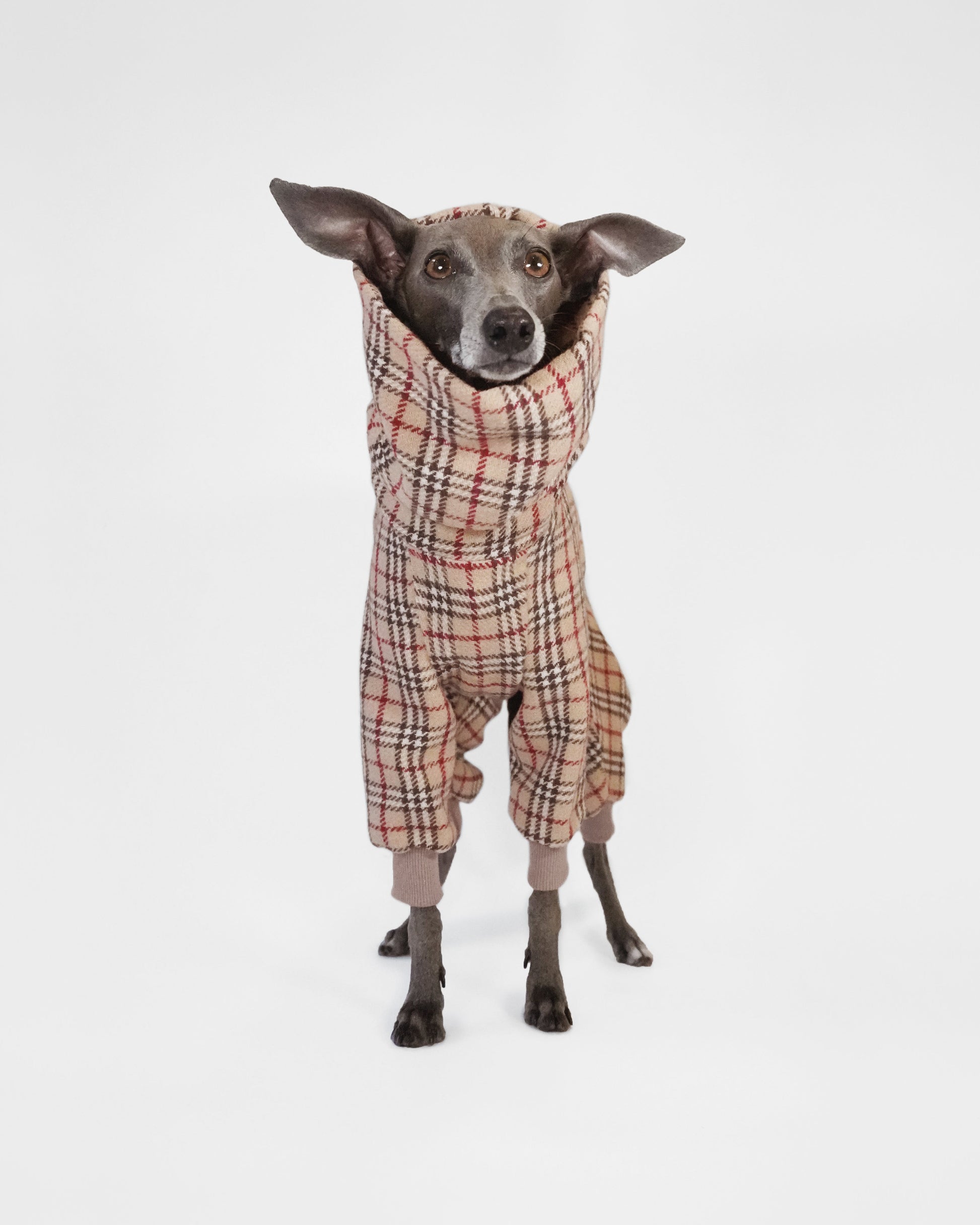 Dog front facing and wearing a plaid outfit on a white background
