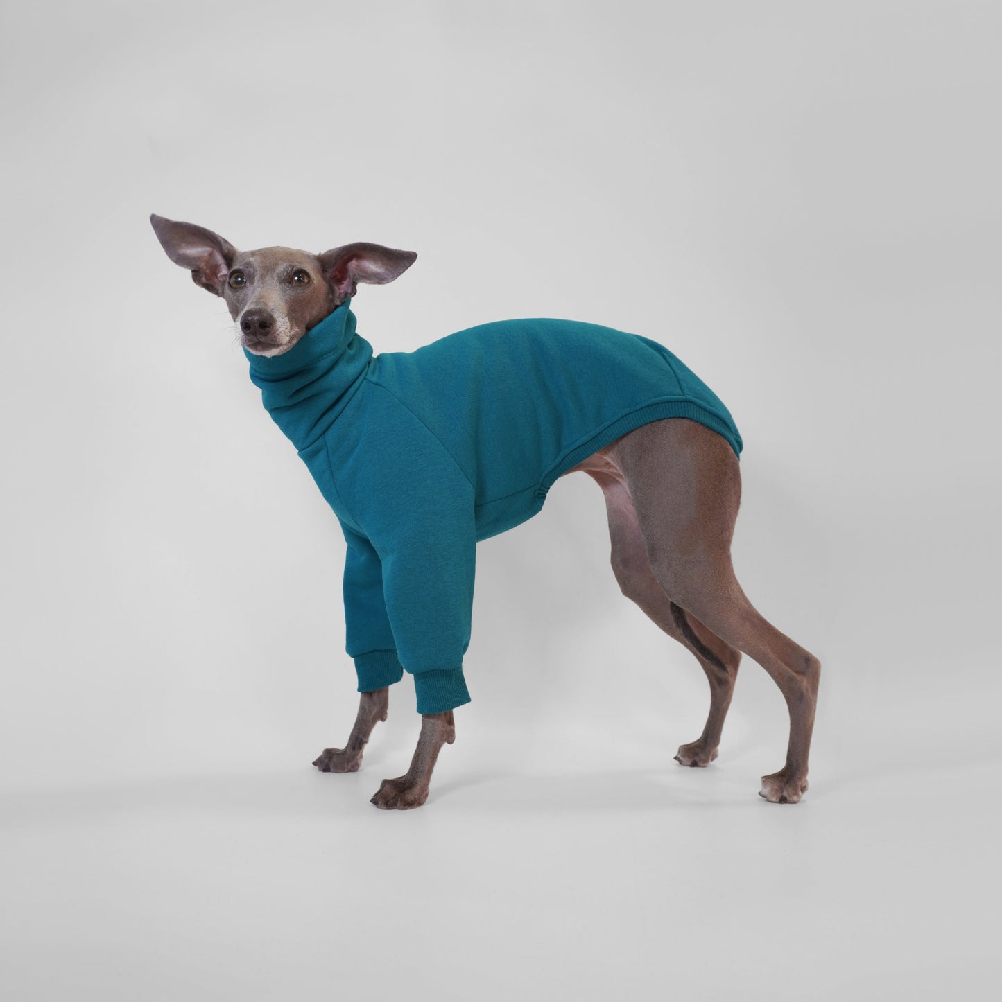 Italian Greyhound wearing deep teal dog jumper made from OEKO-TEX certified fabrics by LE PUP.