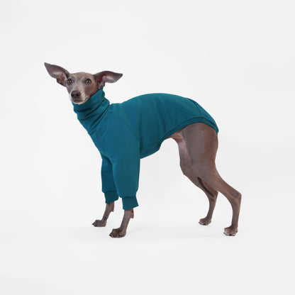 Italian greyhound wearing Oeko Tek sweatshirt onesie in deep teal