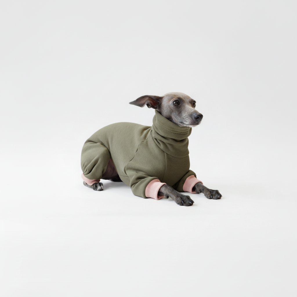 Italian Greyhound in custom-made olive green fleece jumpsuit with pink trim