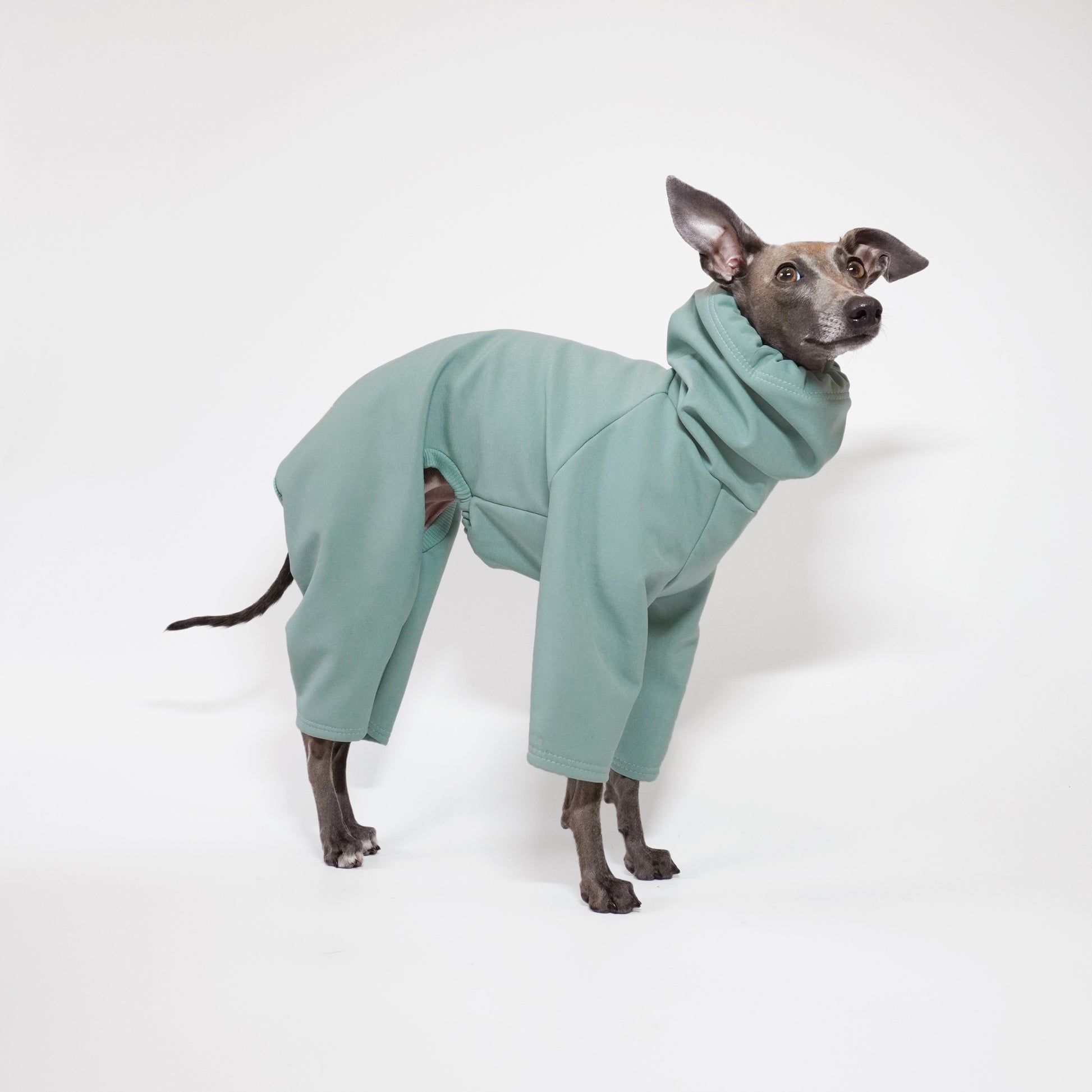 Side view of Italian Greyhound wearing an adjustable hooded sage waterproof dog rainsuit. custom made by LE PUP.