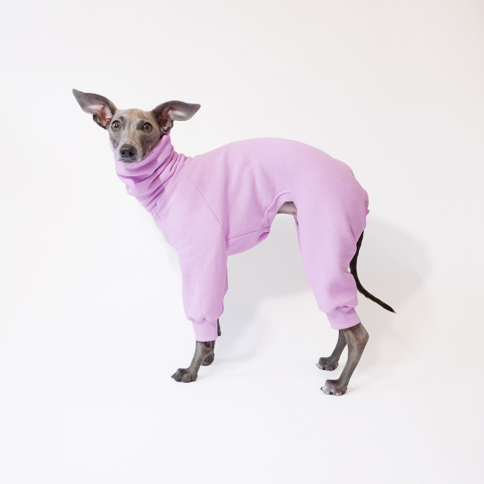 Italian Greyhound wearing lilac sweatshirt onesie by LE PUP. Side Profile Shot.