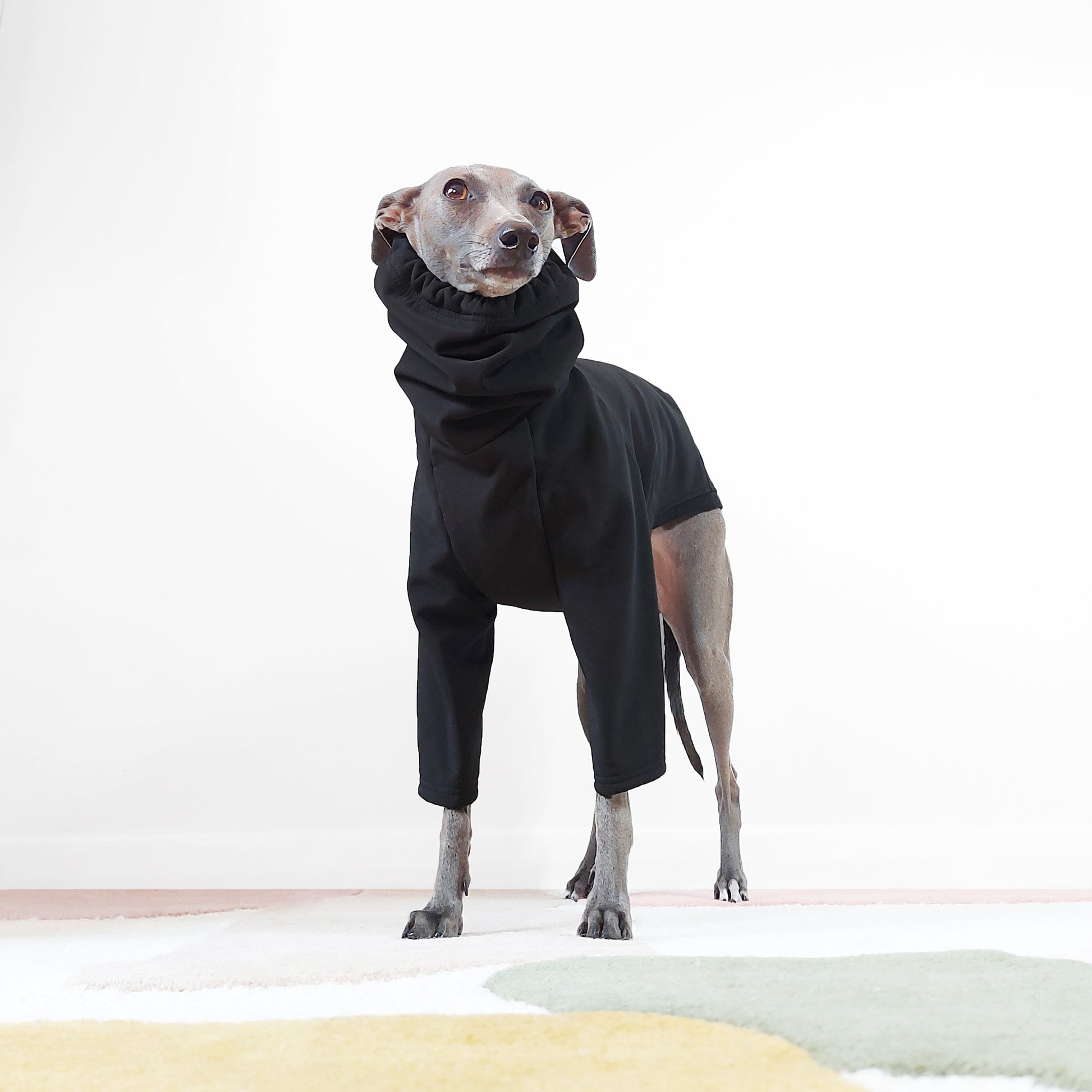 Front Standing Shot of cute iggy wearing an Italian greyhound and whippet warm waterproof coat with collar hole by LE PUP. 