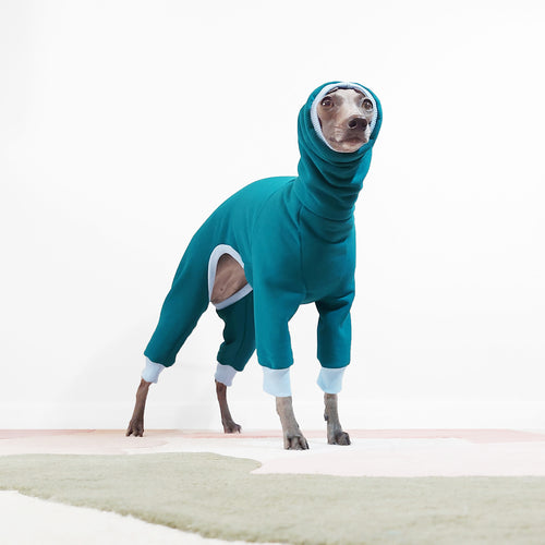 Italian Greyhound ready for winter in a teal and blue OEKO-TEX dog onesie