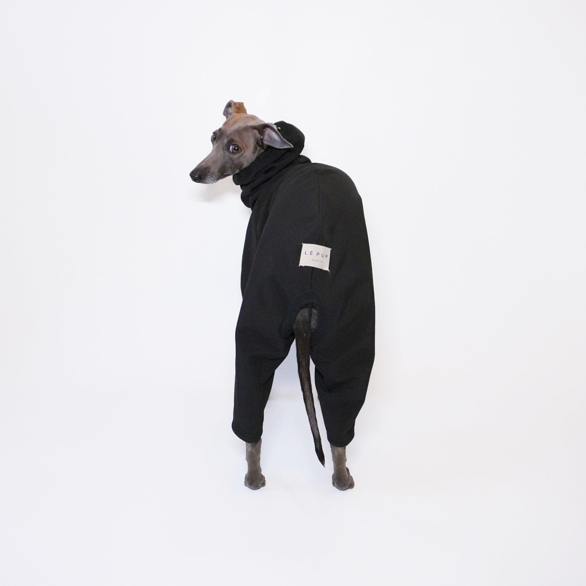 Back shot of Blue Italian greyhound dog wearing softshell waterproof raincoat by LE PUP.