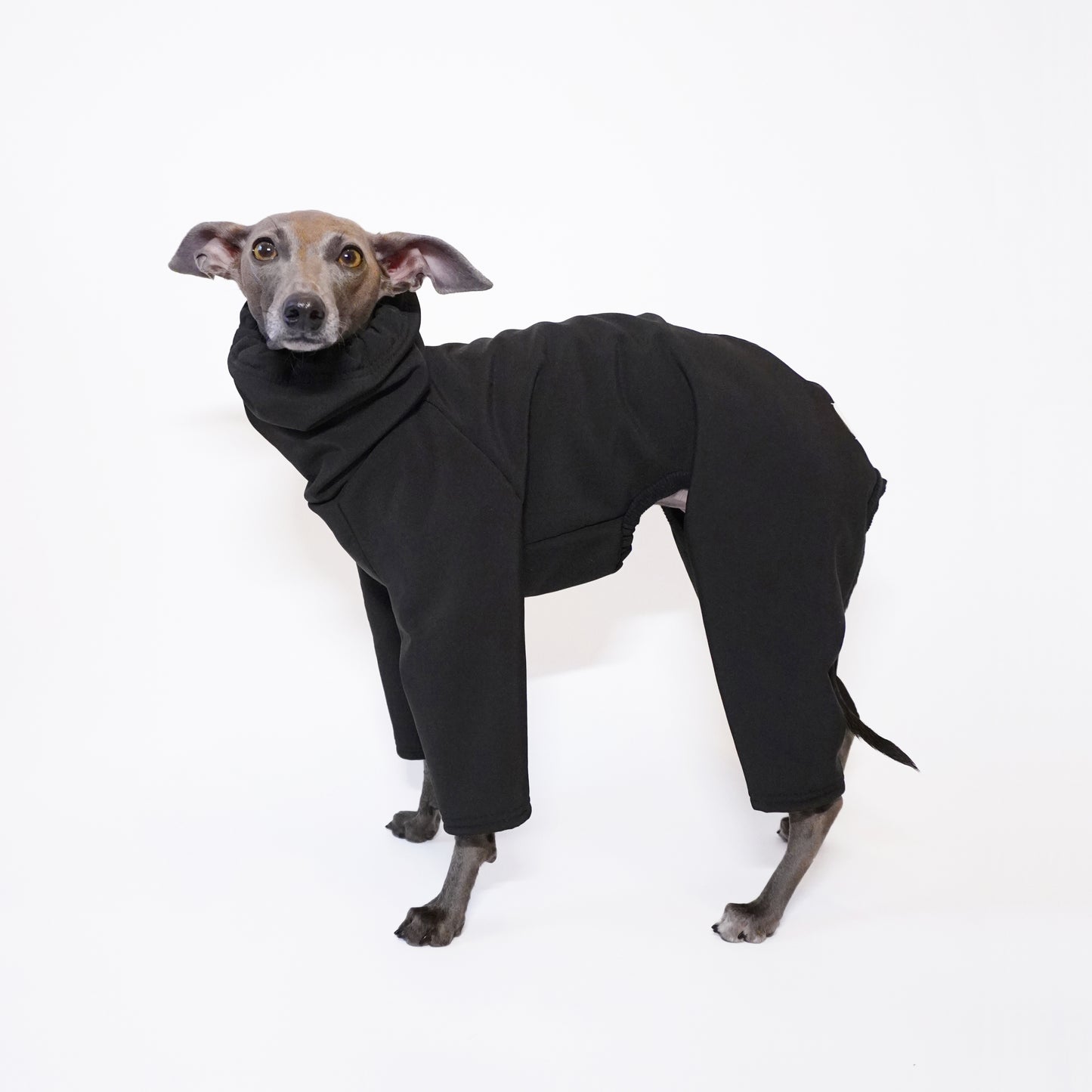 Side profile shot of Italian greyhound modelling a black waterproof dog rainsuit with back legs by LÈ PUP. 