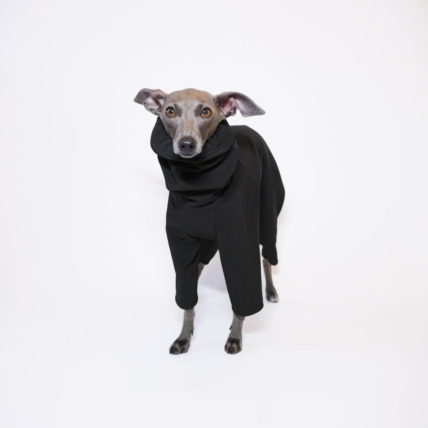 Italian Greyhound dog standing 
and wearing black waterproof bespoke dog coat by LE PUP.