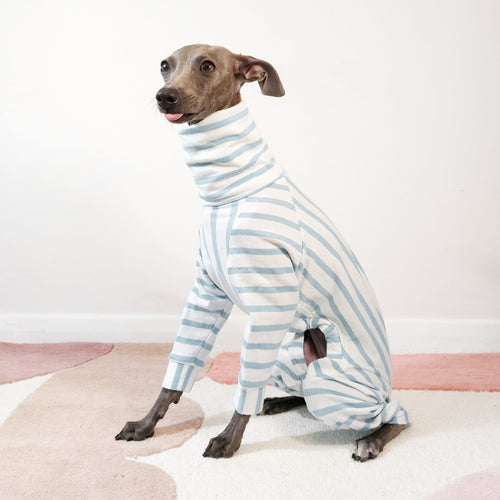 Italian Greyhound wearing a blue GOTS certified organic cotton dog onesie by Le Pup London