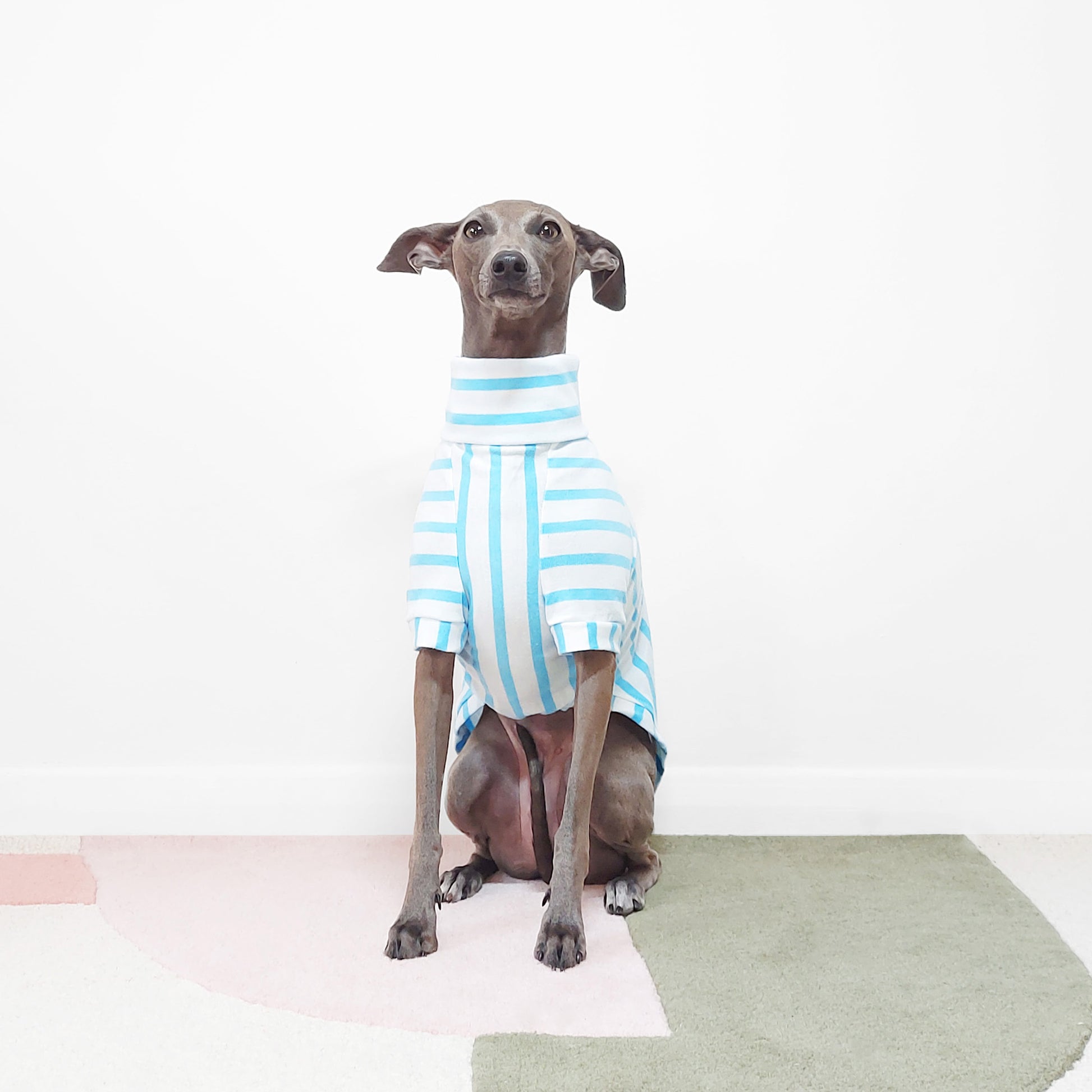 Cute whippet ready and alert sitting wearing eco organic dog clothing by Le Pup London