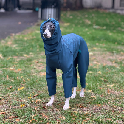 Whippet wearing waterproof teal raincoat in rain for dogs by LE PUP.