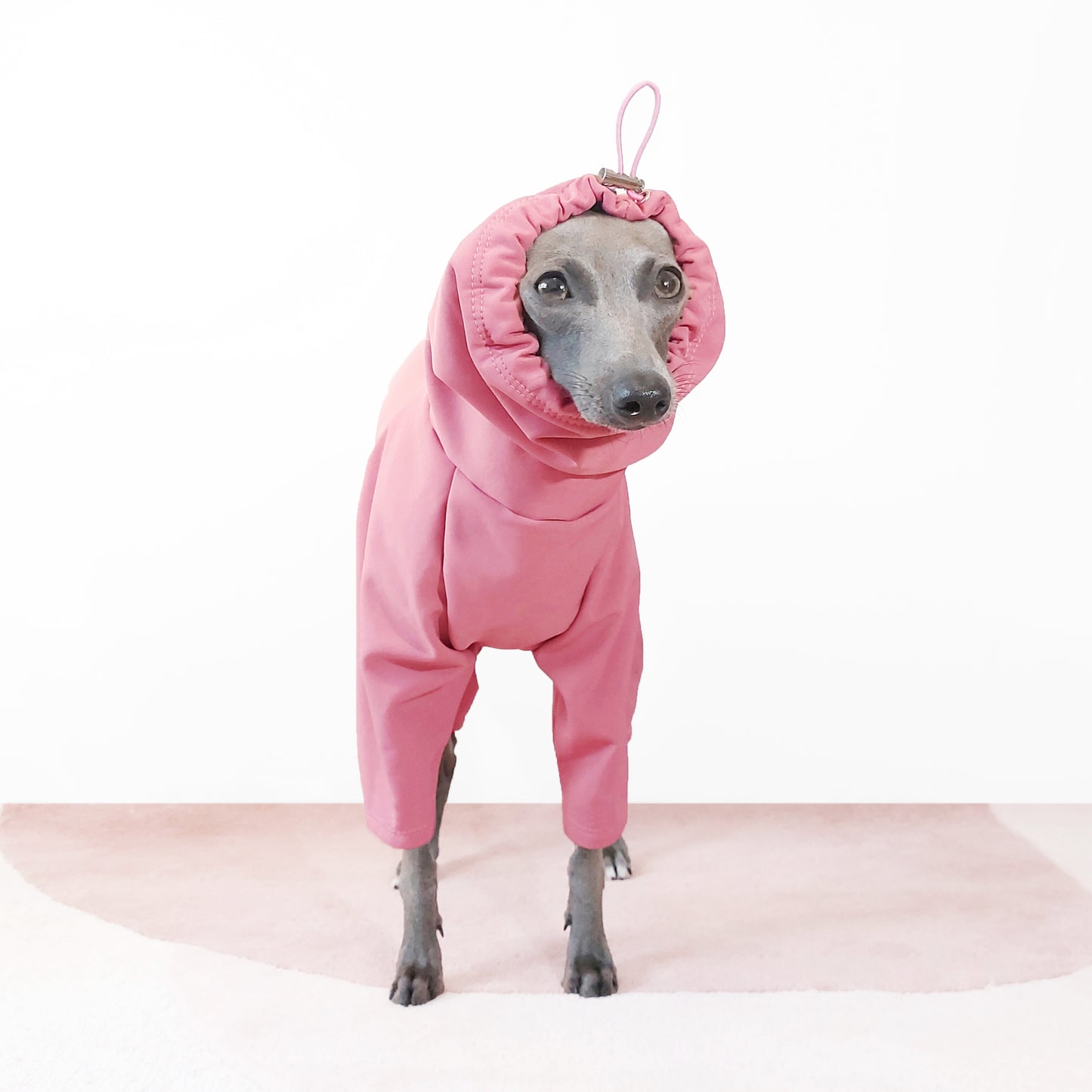 Close up face shot of Italian greyhound and whippet  wearing a windproof dog raincoat with back legs by LE PUP.