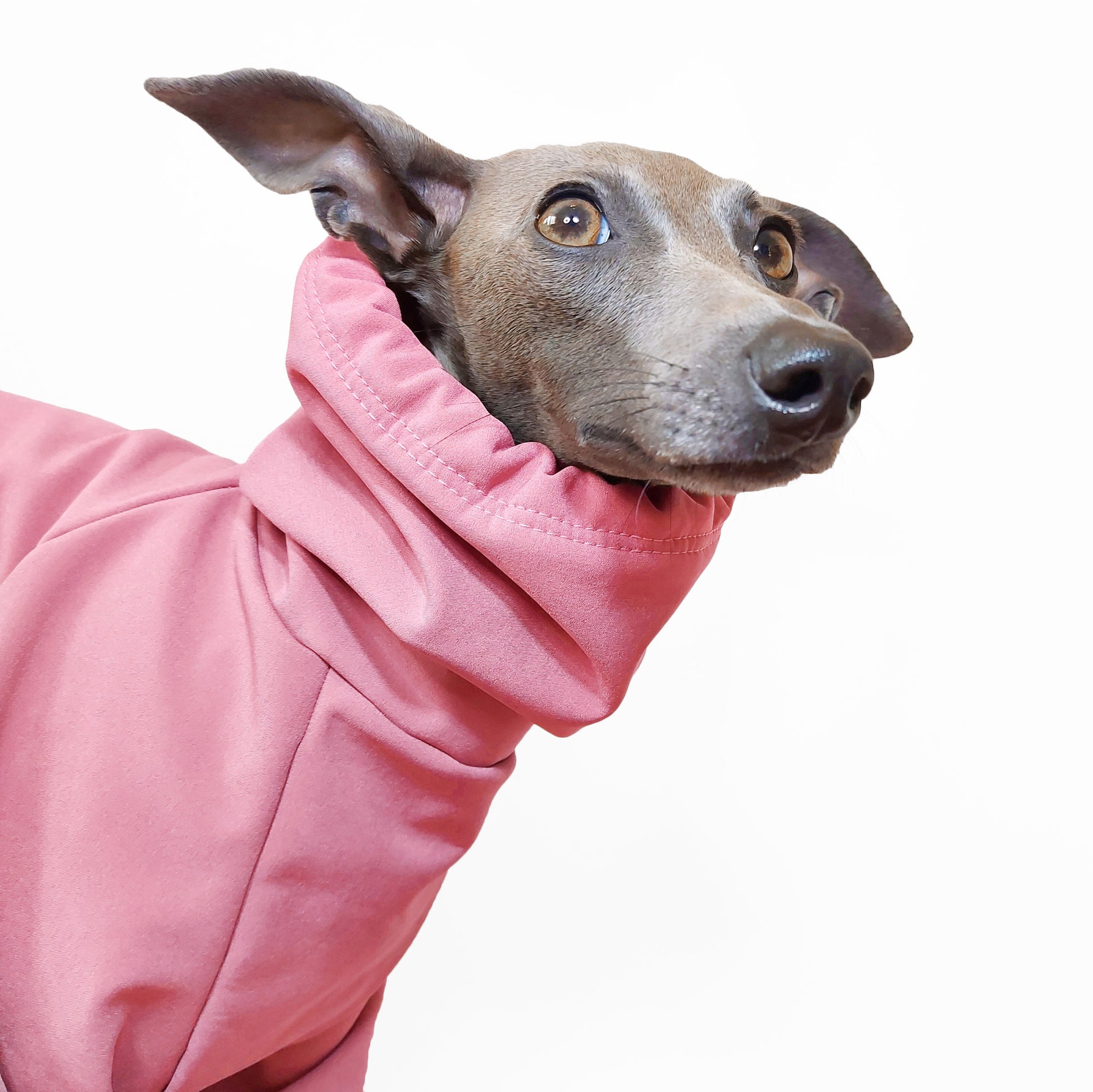 Close- up head short of talian greyhound wearing a wam raincoat with an adjustable snood for extra protection from the wind and rain by LE PUP.