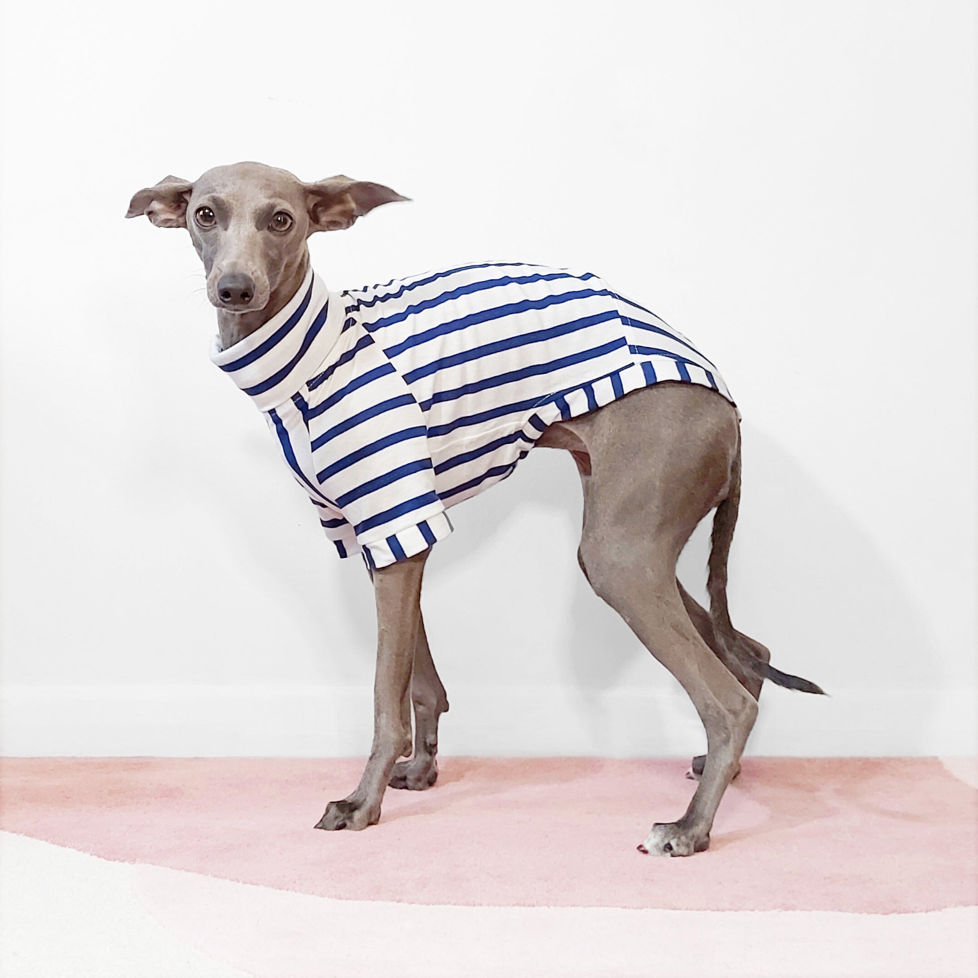 Side view of cute Italian greyhound wearing GOTs Eco-friendly cotton T-shirtby LE PUP.