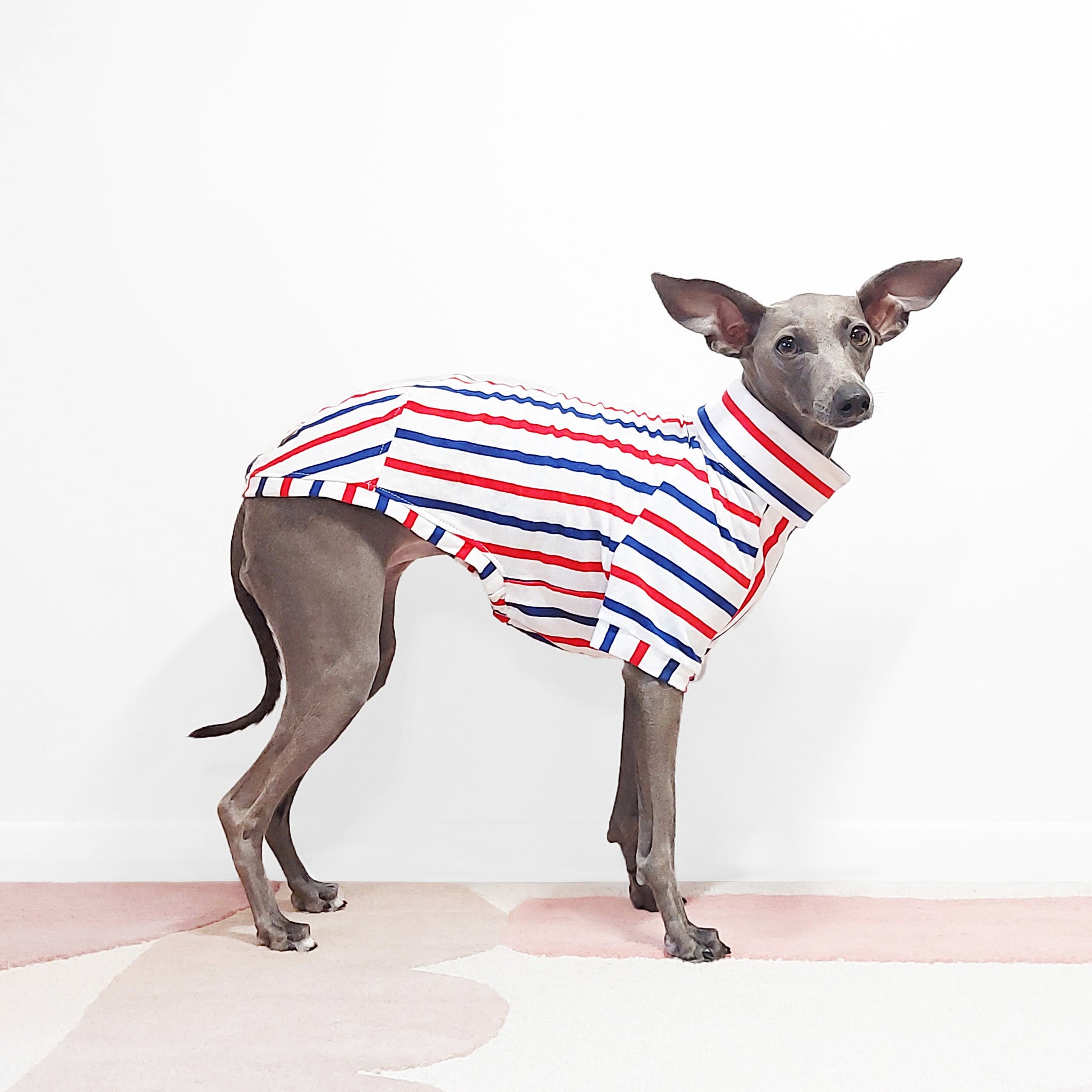 Italian greyhound and whippet t-shirt for dogs made from sustainable 100% organic cotton by Le Pup