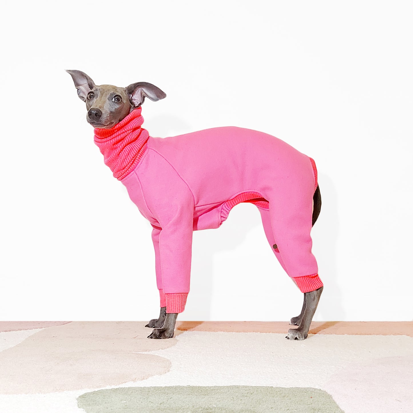 Cute italian greyhound wearing pink dog jumpsuit by Le Pup