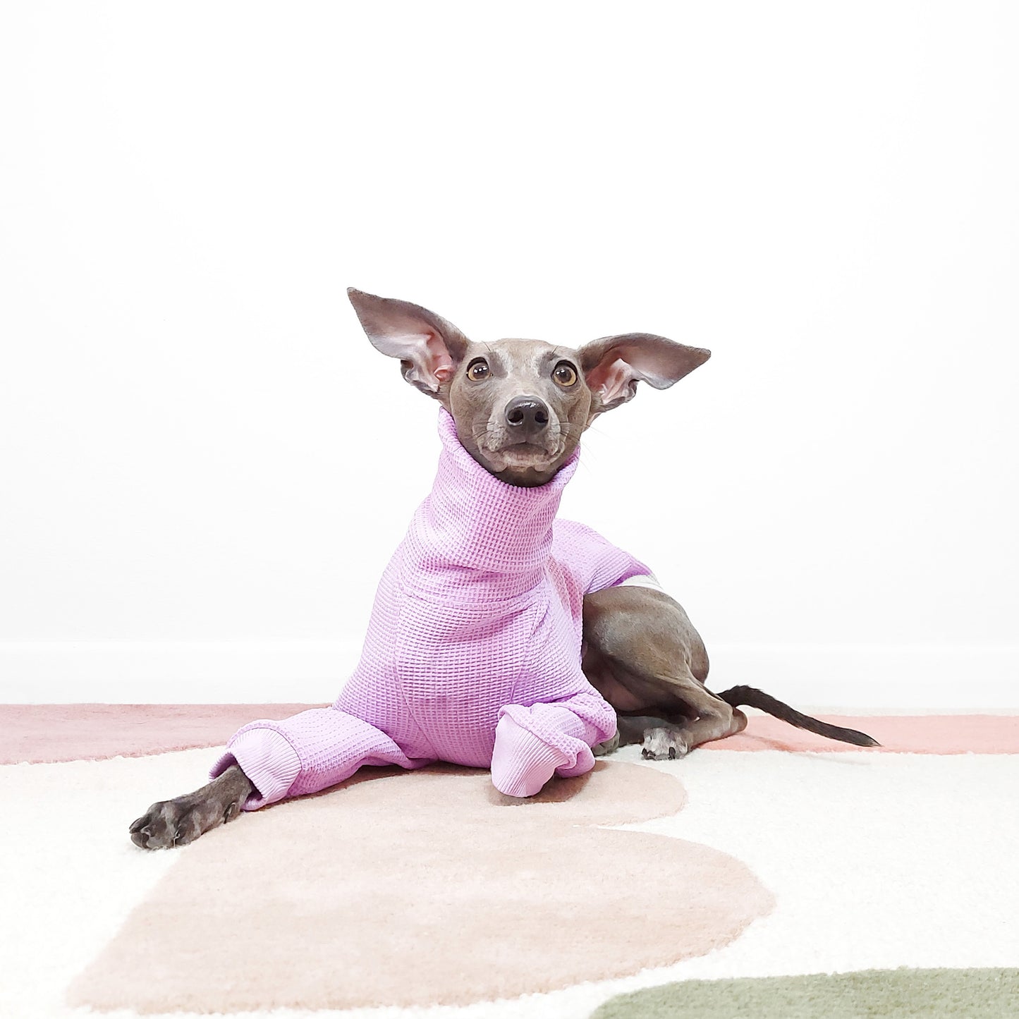 Front view of sitting Iggy with turtleneck long sleeve lilac dog jumper by LE PUP.