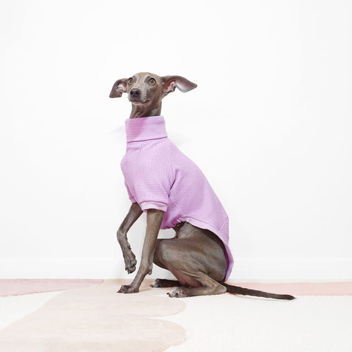 Cute Italian greyhound wearing a handmade lilac dog t-shirt by Le Pup