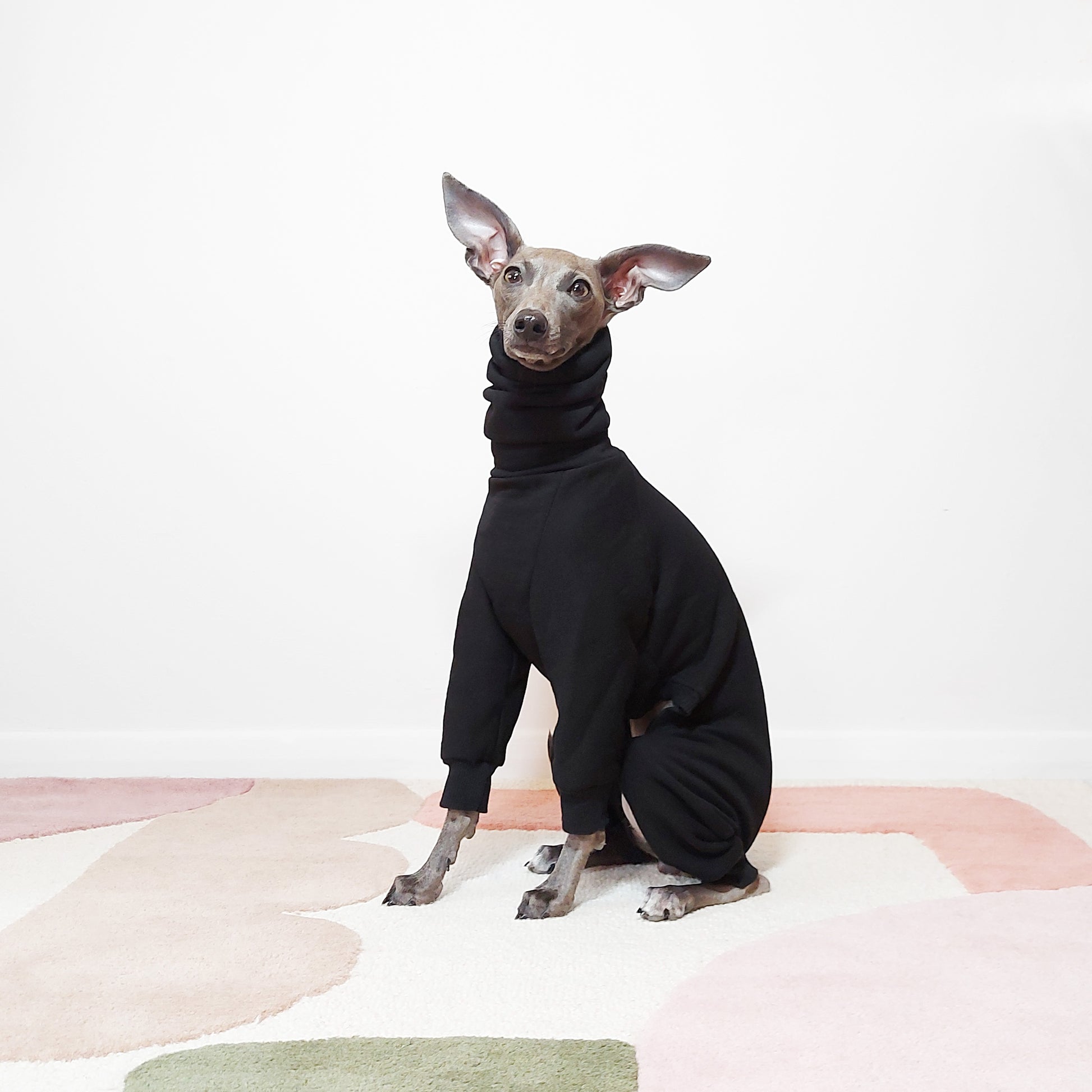 Tofu the Italian Greyhound Sitting in a Black Le Pup MOCHI Dog Onesie