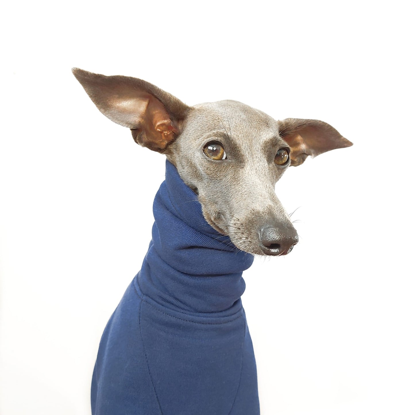 Close up headshot of Italian greyhound dog wearing sweatshirt jumper with high turtleneck for warmth by LE PUP.