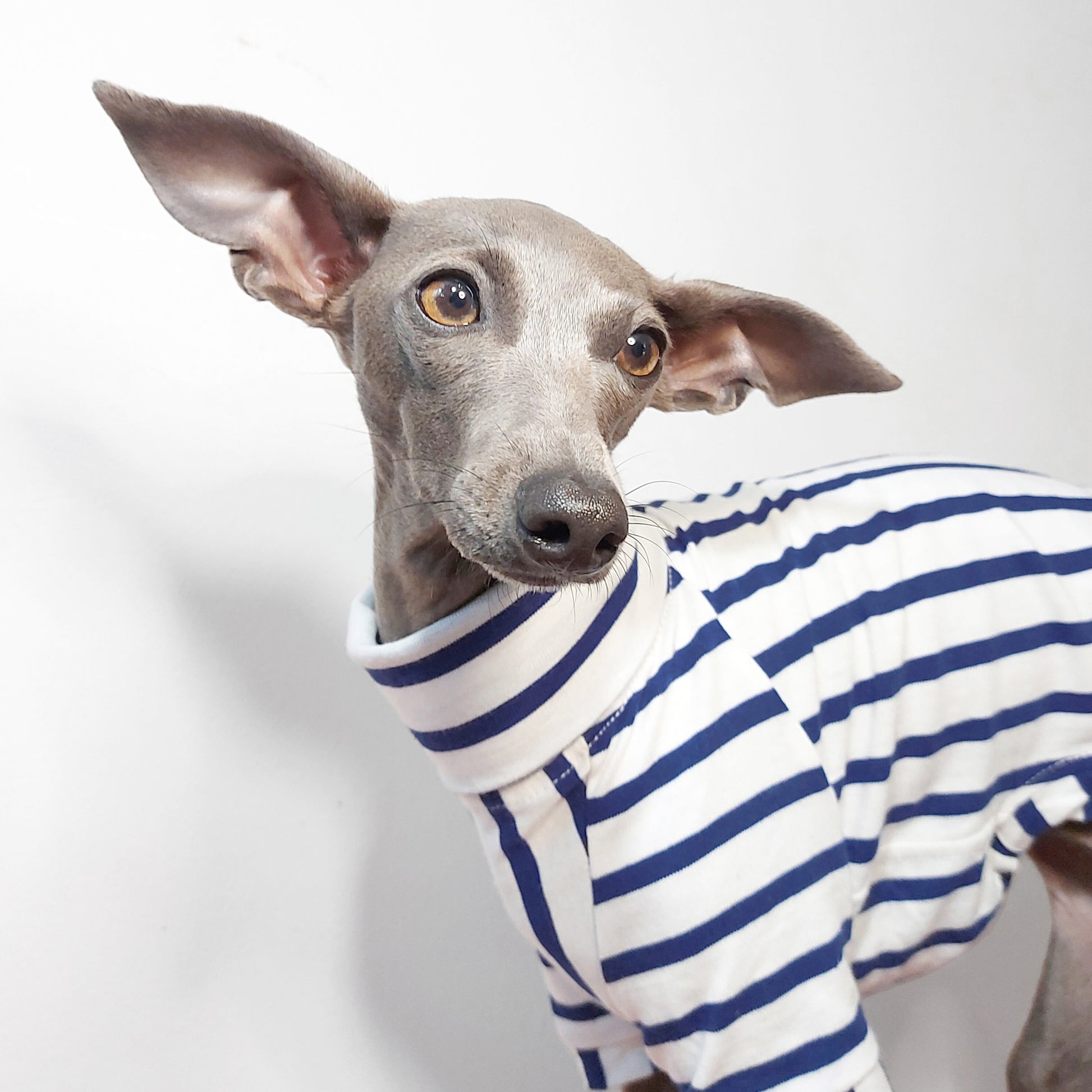 Head shot of cute Italian greyhound wearing Eco-friendly custom made cotton T-shirt by LE PUP.