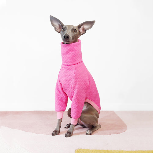Italian Greyhound sitting in Le Pup's Pink Spring dog coat