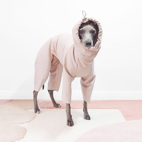 Italian Greyhound wearing a hooded beige waterproof dog rainsuit