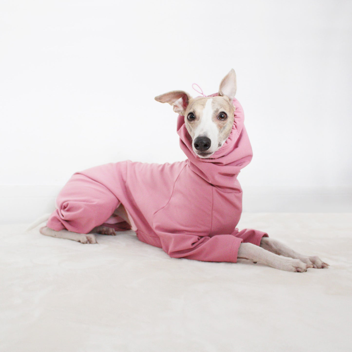 Whippet laying down and wearing a waterproof rain coat in dusty pink made from softshell by LE PUP.