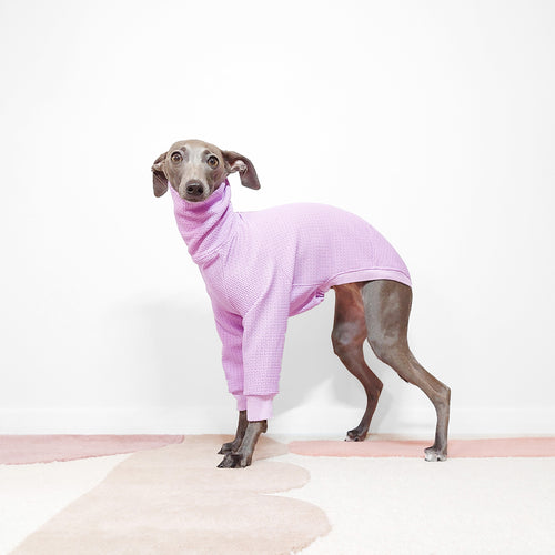Italian greyhound in a stylish lilac le pup dog jumper