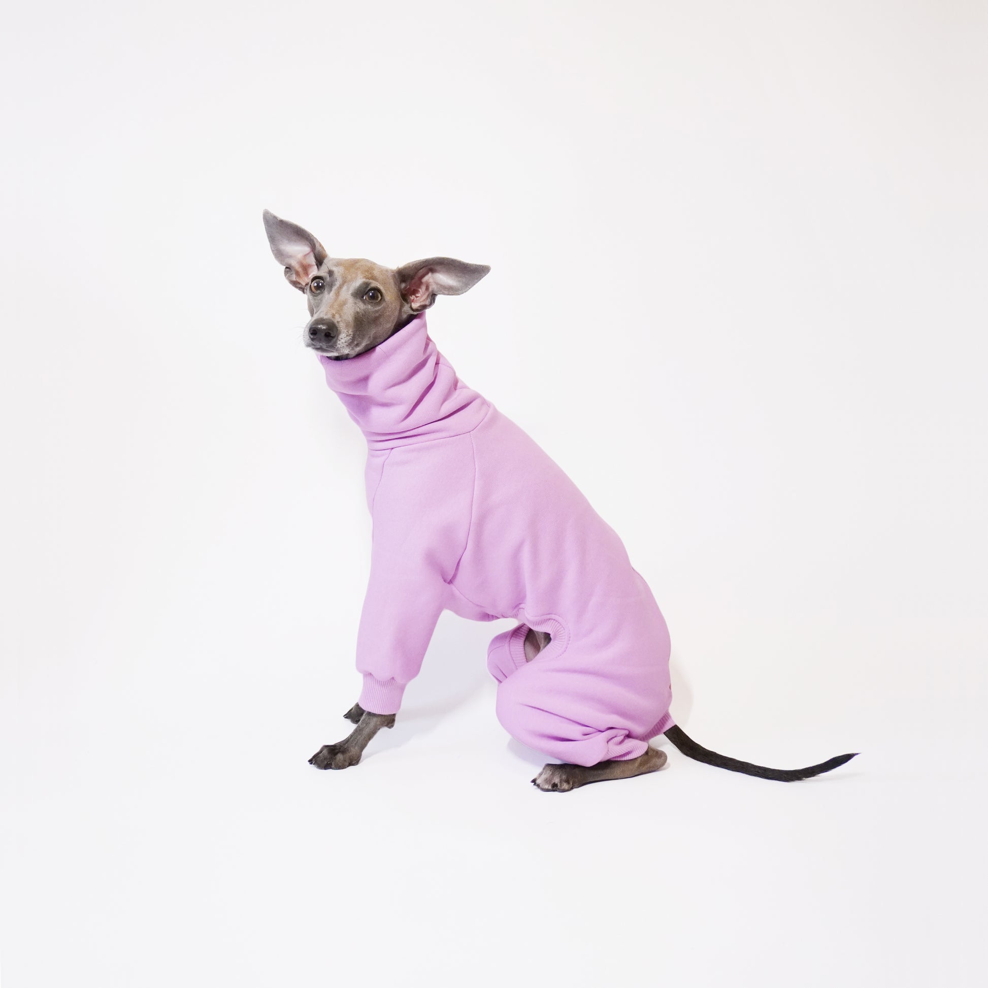 Iggy dog sitting sideways and wearing Warm Lilac Jumpsuit by LE PUP.