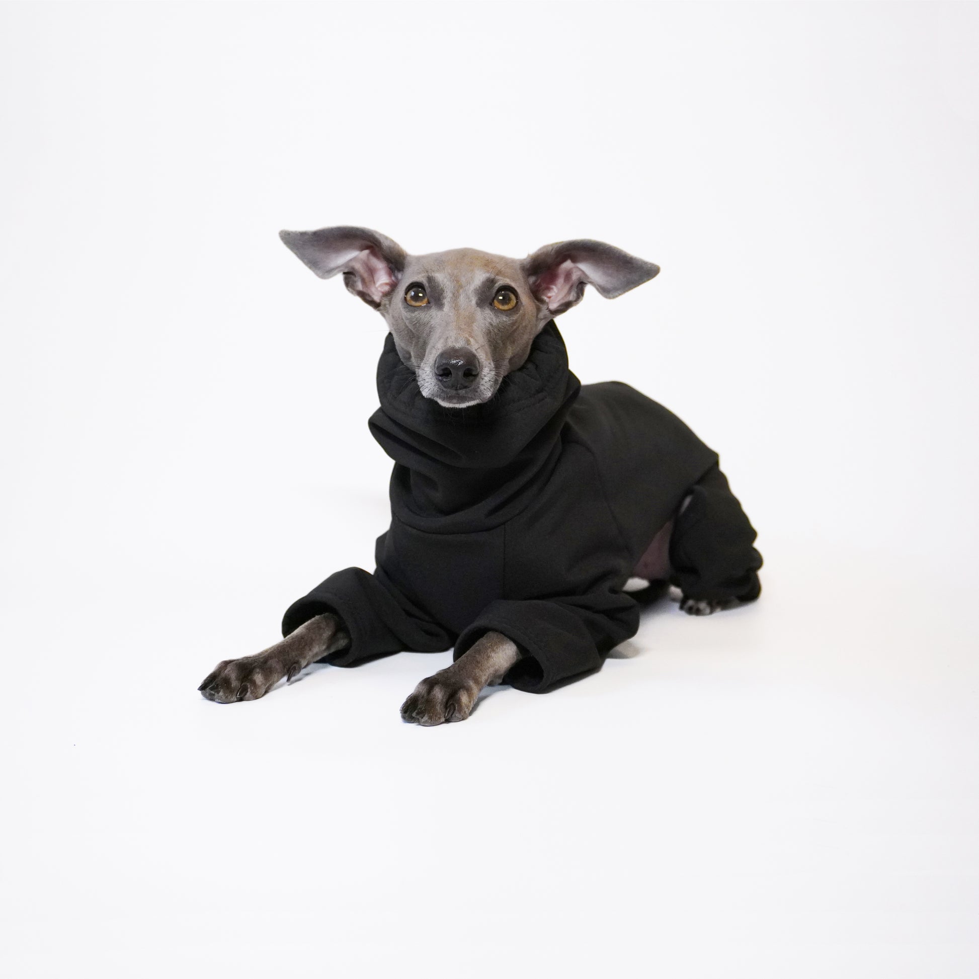 Front sitting shot of Italian greyhound pup sitting down  wearing black waterproof softshell dog raincoat by LE PUP. 