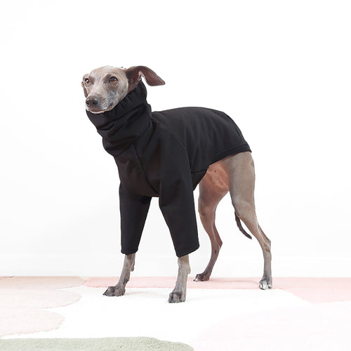 Cute iggy wearing an Italian greyhound and whippet waterproof coat with collar hole by LE PUP