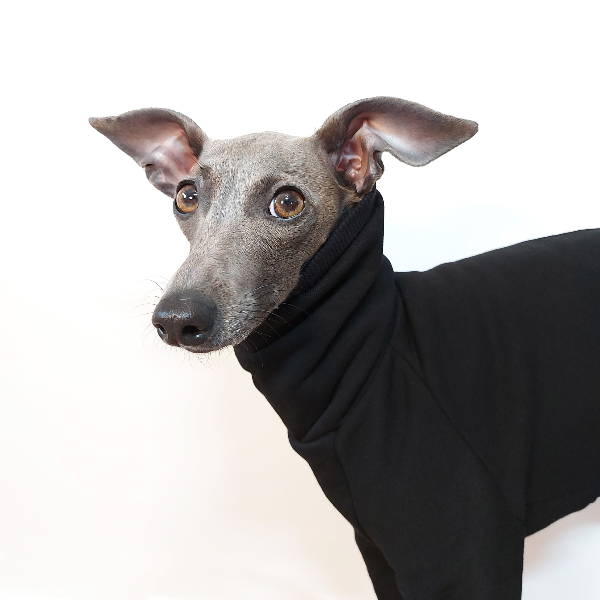 Tofu the Italian Greyhound wearing Le Pup's Handmade Eco Friendly MOCHI Dog Onesie