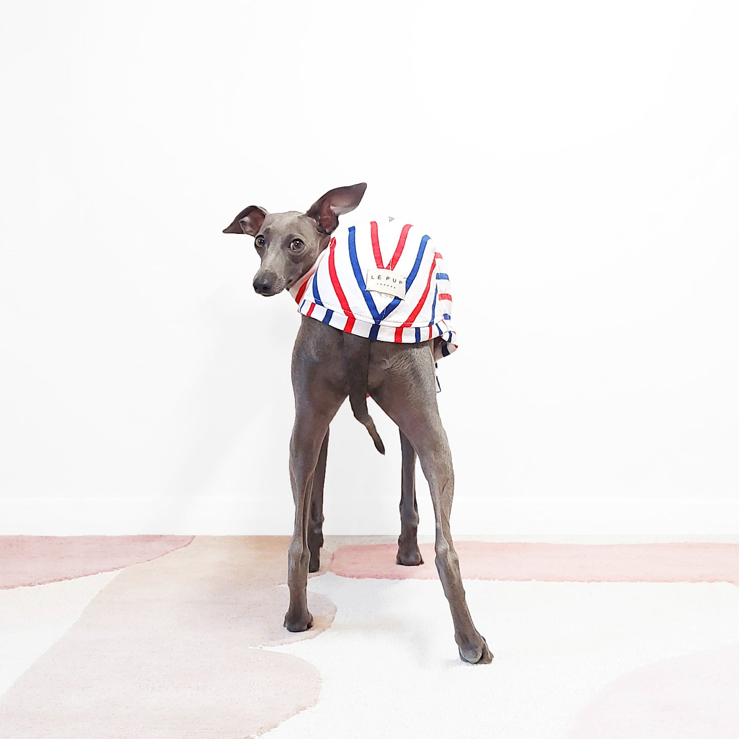 Italian Greyhound wearing Le Pup's blue and red stripe dog jumper