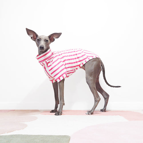 Italian greyhound in an organic cotton pink striped short sleeved dog tshirt