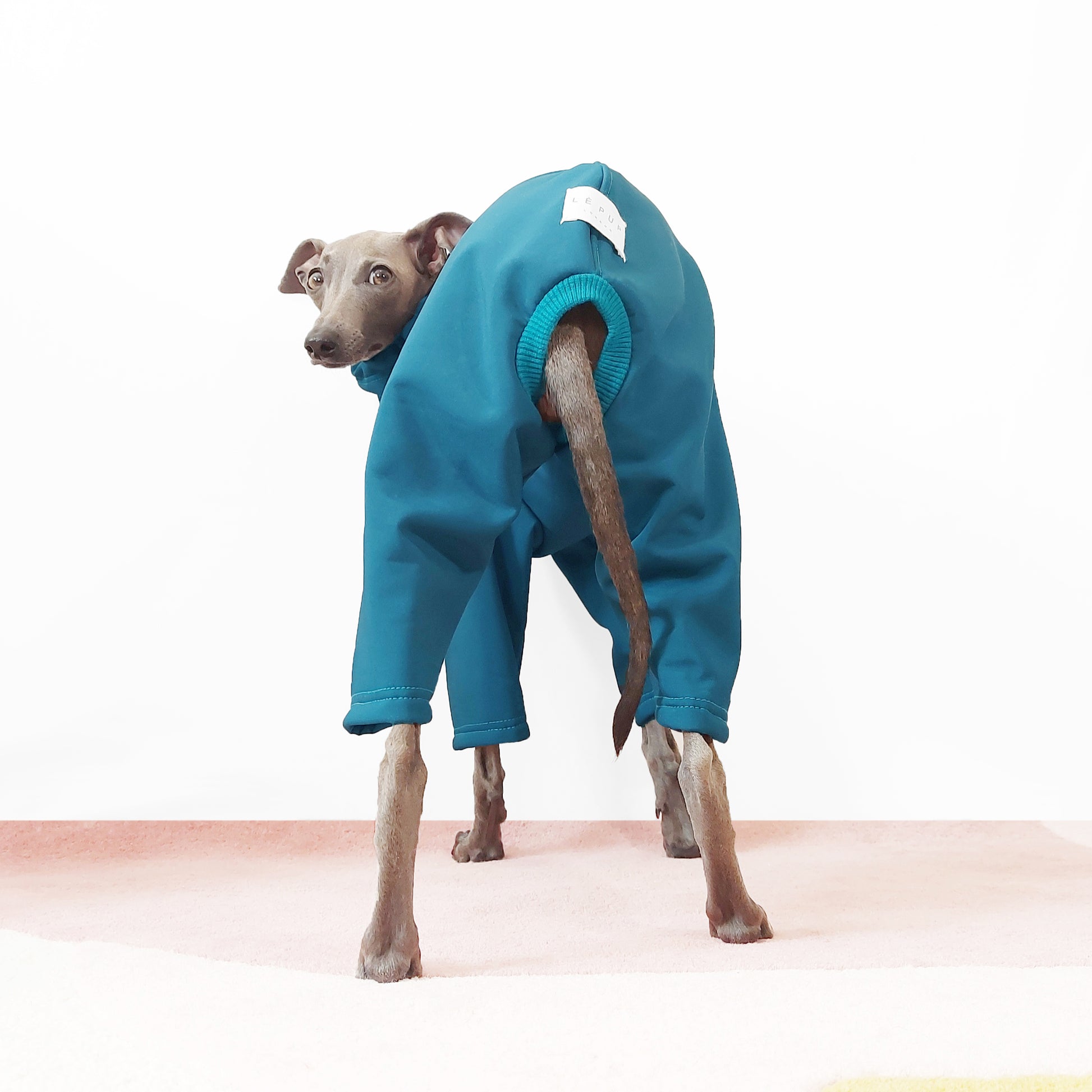 Back view of italian Greyhound wearing fleece lined teal dog raincoat for dogs by LE PUP.