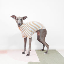 Load image into Gallery viewer, Italian greyhound in an organic cotton beige striped short sleeved dog jumper
