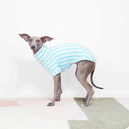 Whippet wearing an organic cotton blue striped short sleeved dog jumper