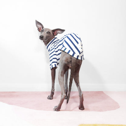 Italian Greyhound wearing blue stripe dog t-shirt made from 100% organic cotton by LE PUP.