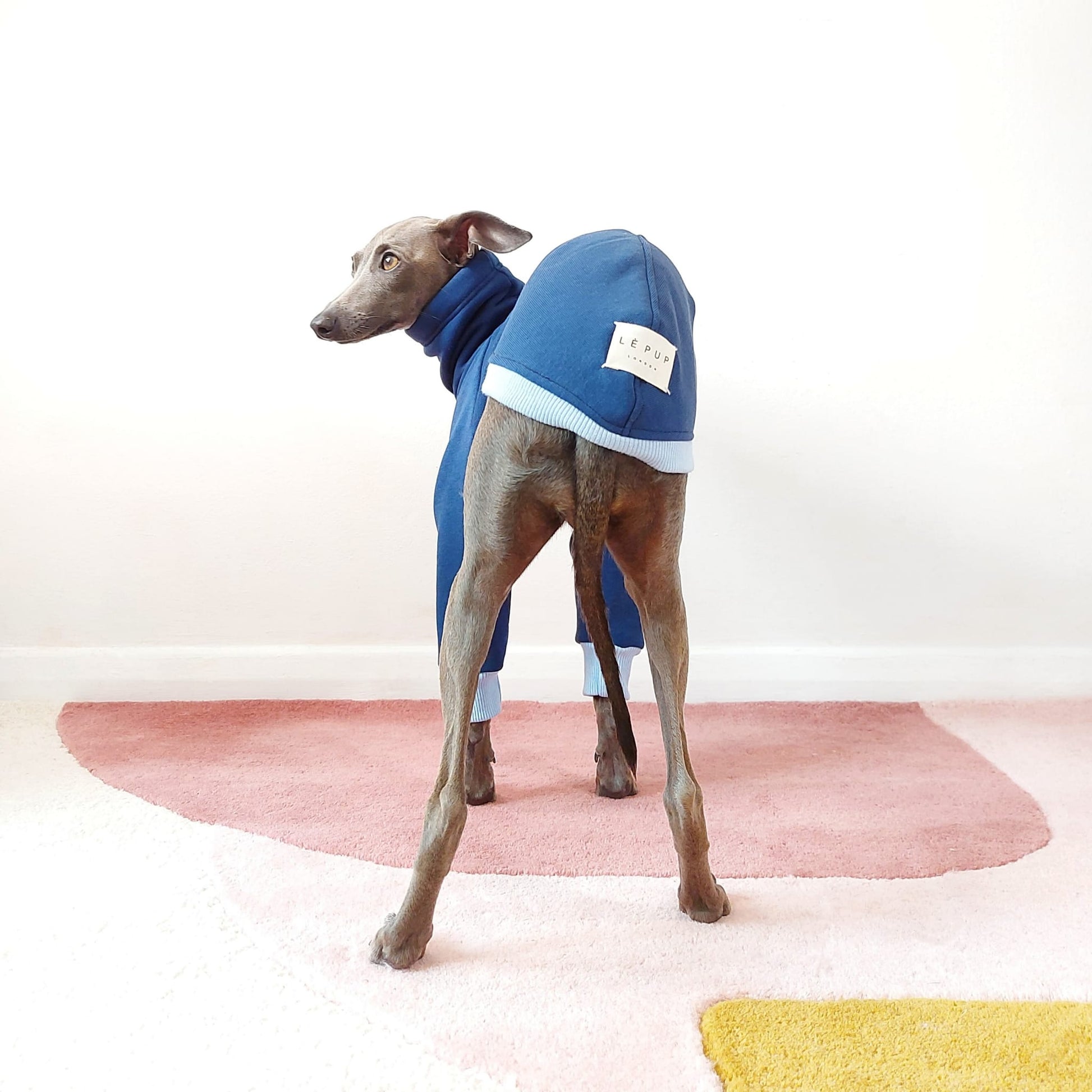 Back view of Italian Greyhound standing in a Le Pup dog jumper made from sweatshirt materials, perfect for autumn by LE PUP.