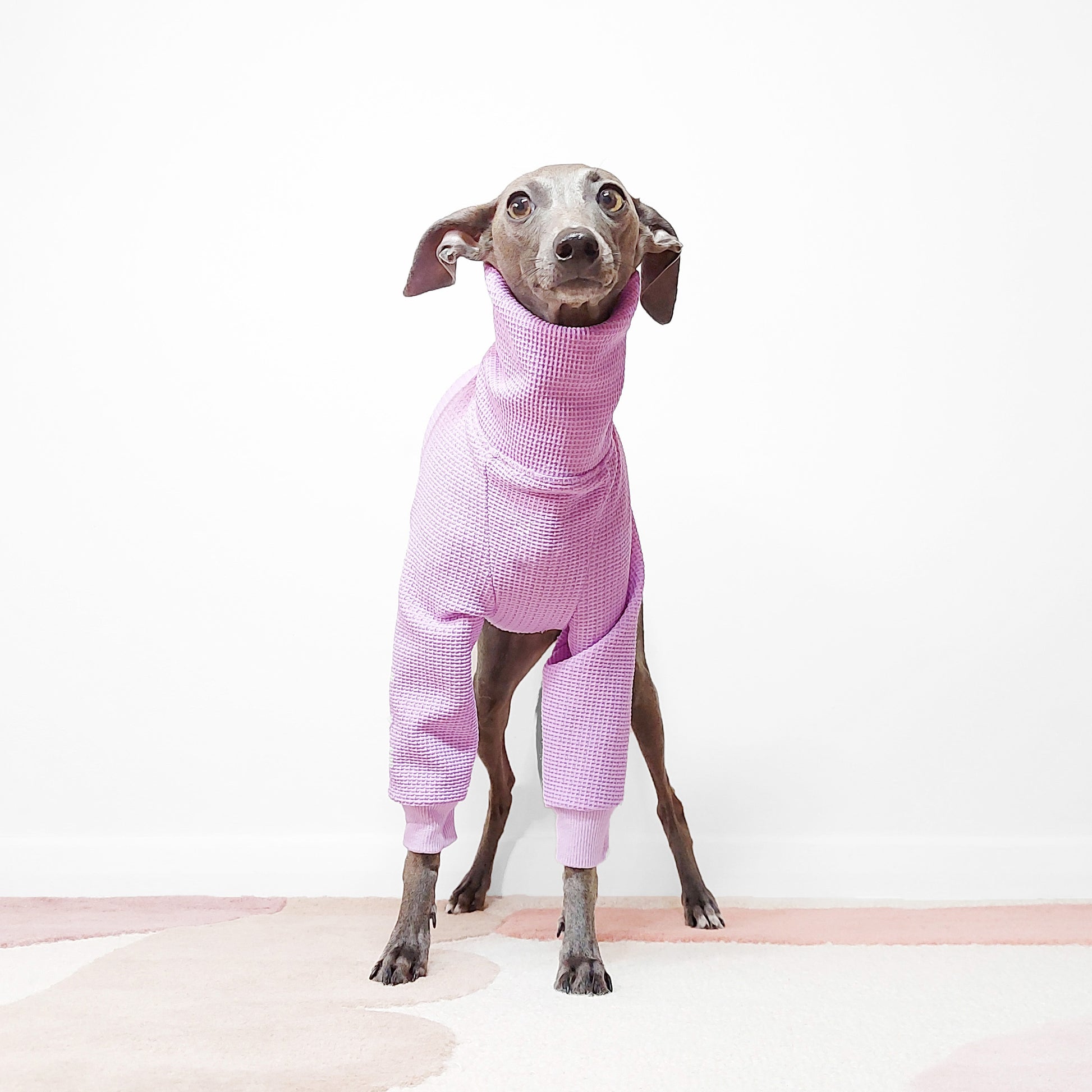 Front shot of Dog wearing elegant purple lilac waffle dog jumper by LE PUP.