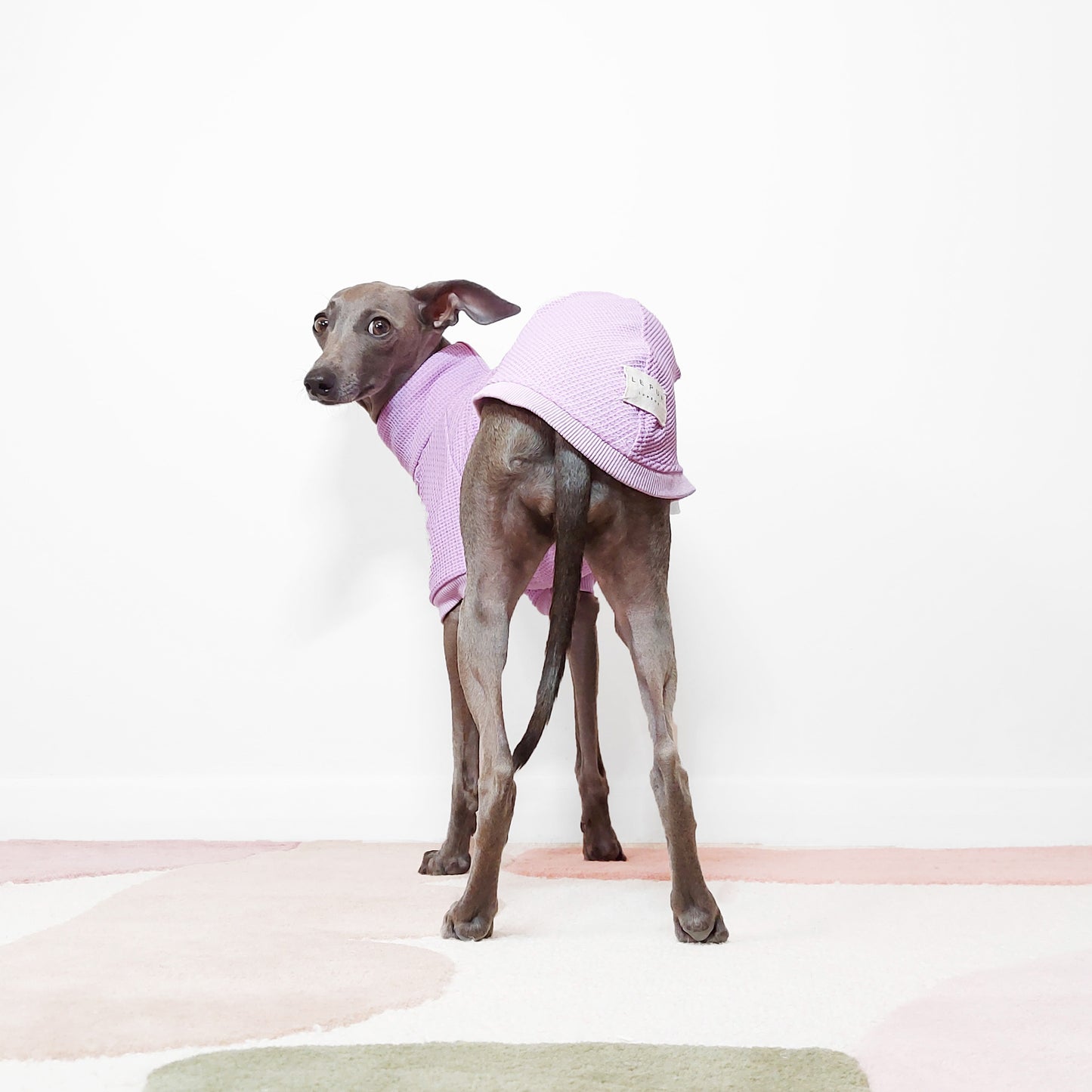 Photo from behind of a whippet in a lilac dog t-shirt by LÈ PUP