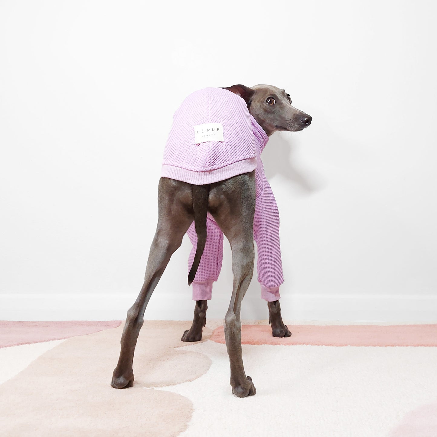 Photo from behind of a whippet in bespoke waffle lilac dog jumper by LE PUP.