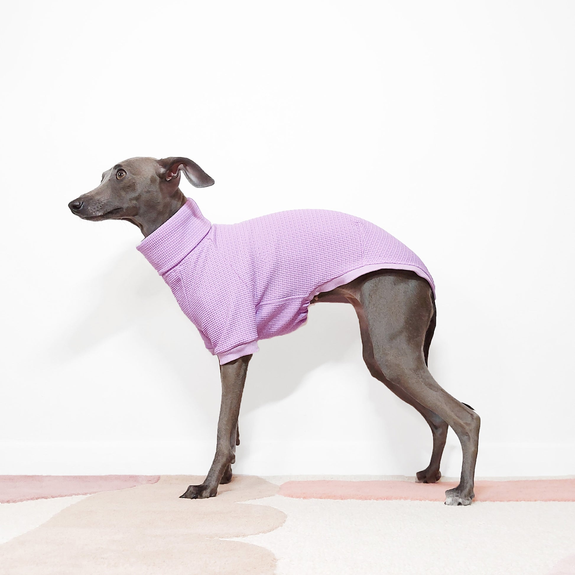 Italian greyhound in a stylish lilac short sleeved dog t-shirt