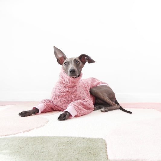 Cute Italian greyhound wearing soft and fluffy sherpa fleece jumper by  LE PUP
