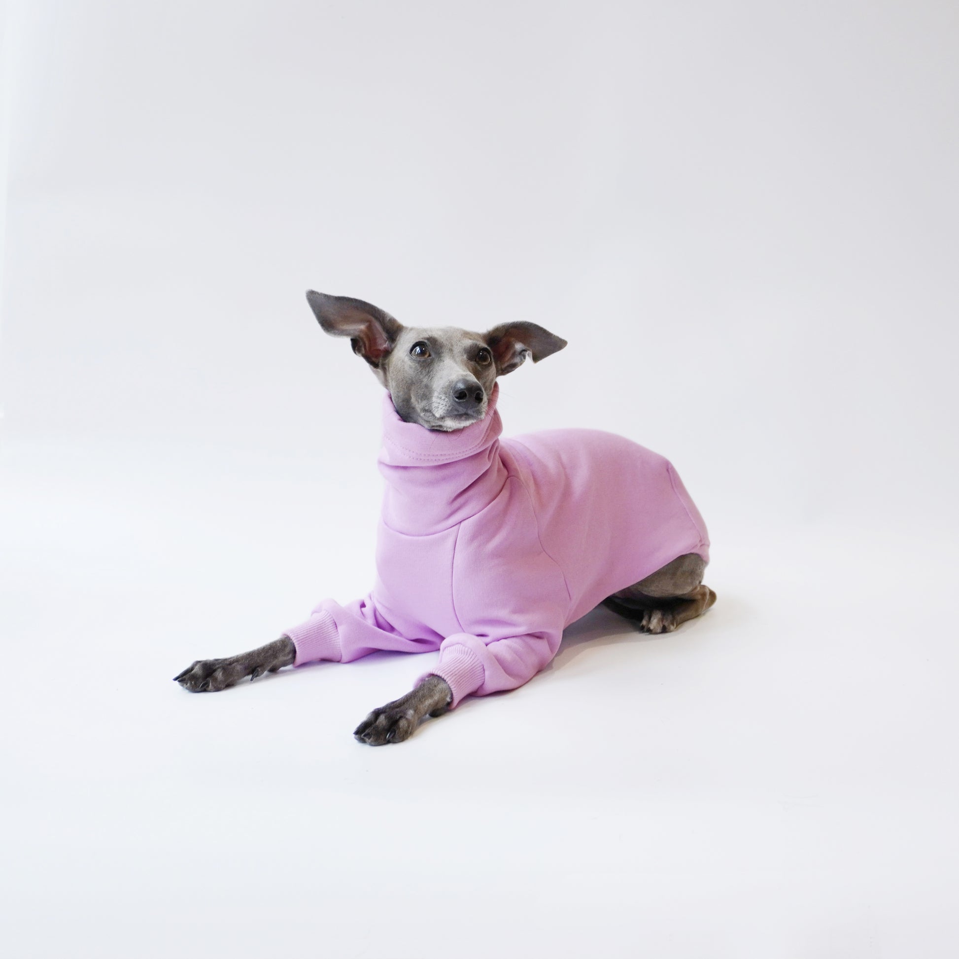 Iggy girl sitting down wearing a LÈ PUP bespoke dog jumper made from eco-friendly Oeko-Tex lilac fleece sweatshirt by LE PUP.