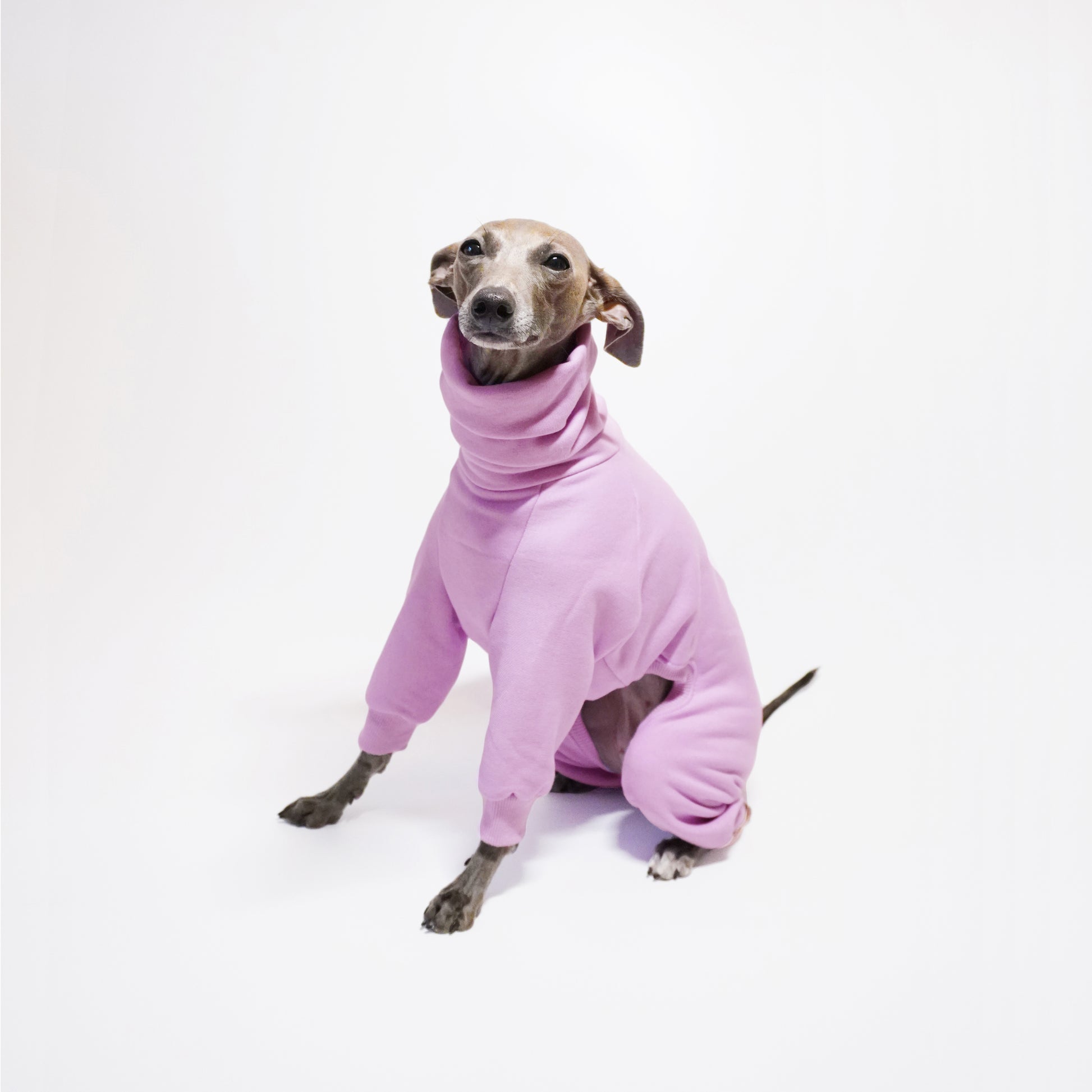 Italian greyhound sitting in her bespoke lilac fleece dog onesie by LE PUP.