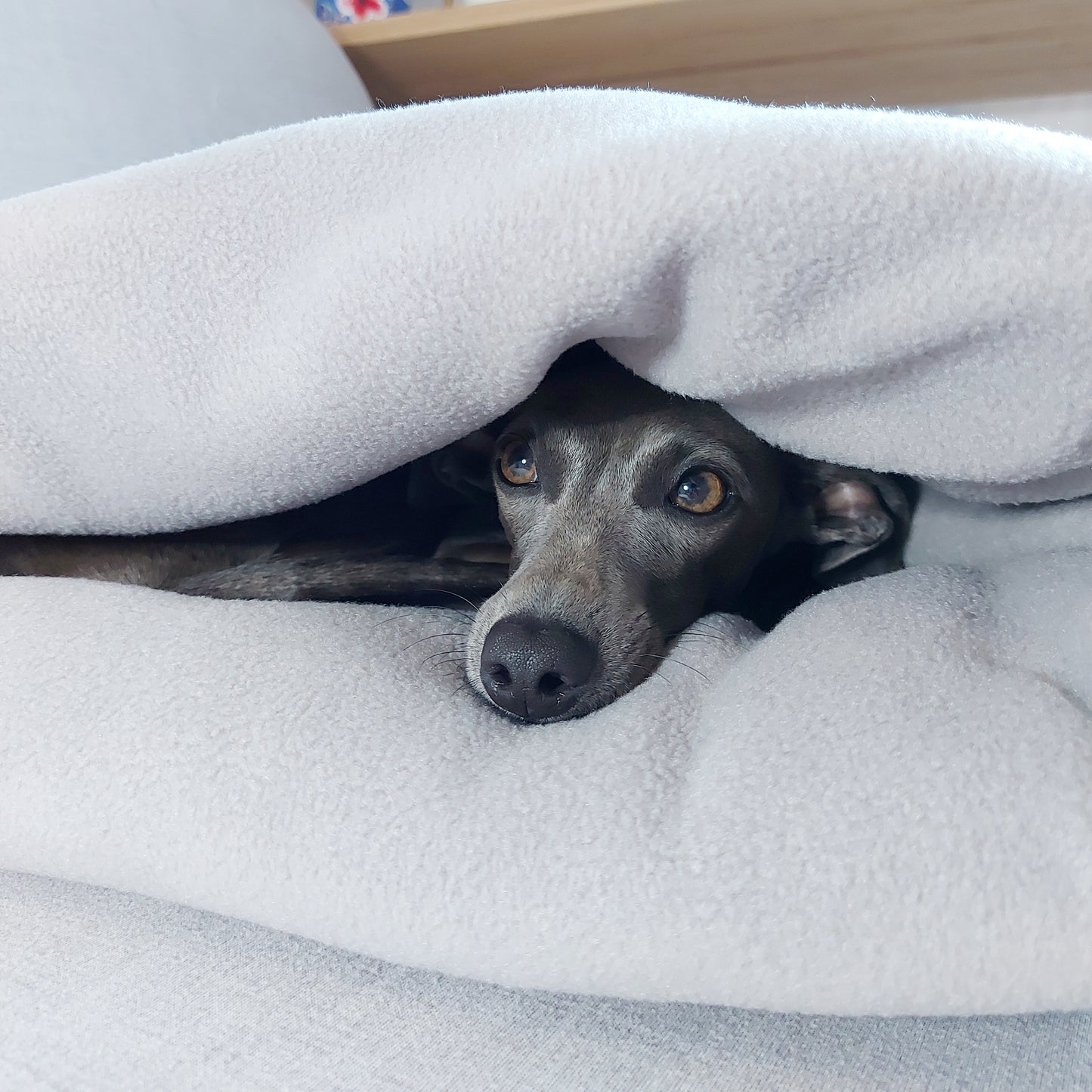 Italian greyhound peeping out of warm travel dog bed that is suitable for small breeds and large breeds by LE PUP.