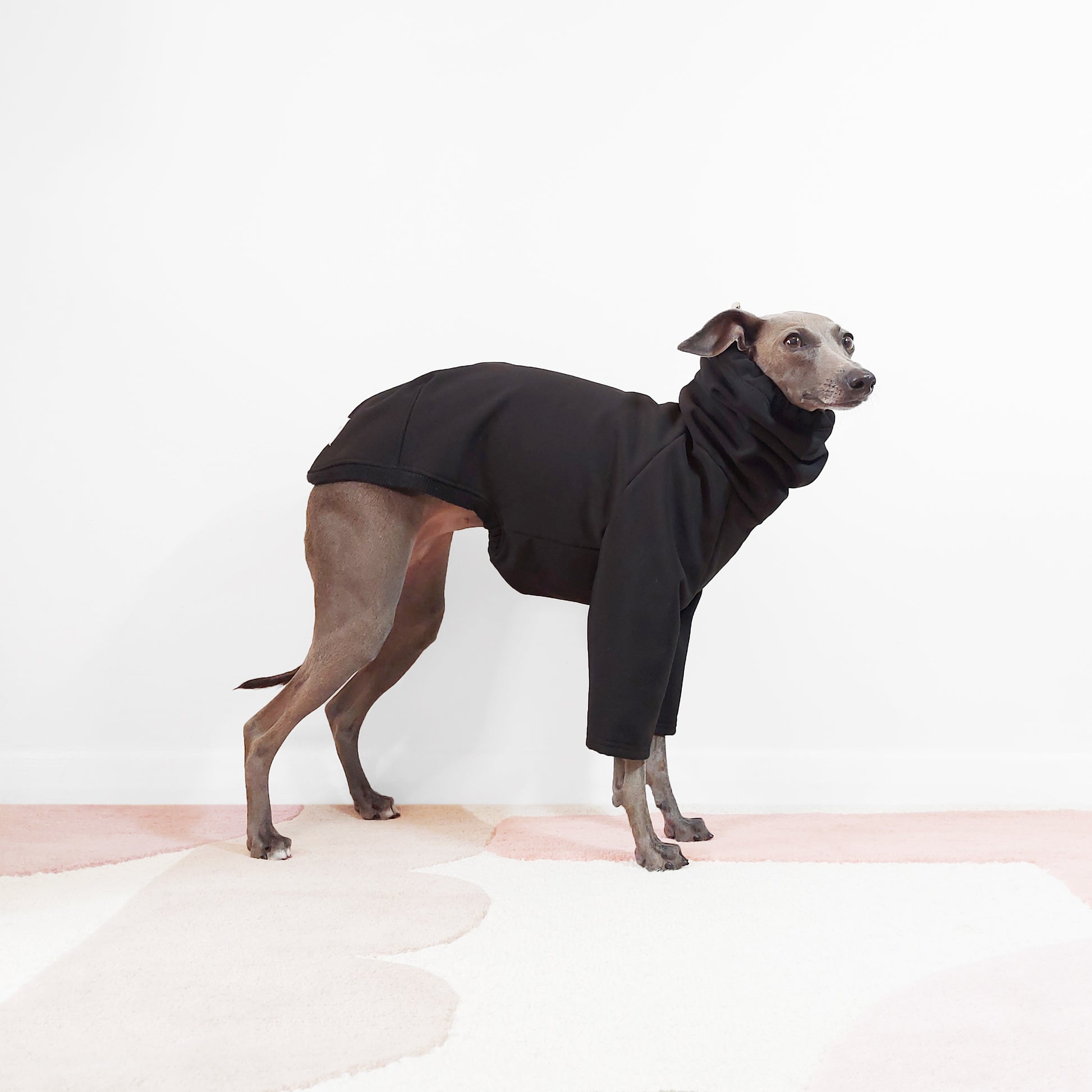 Standing side view sighthound wearing bespoke black waterproof raincoat by LE PUP. 